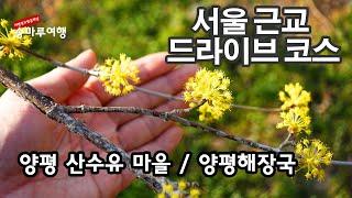 양평 산수유 마을  양평맛집 여기야  서울근교 드라이브코스 양평해장국 개군한우 먹자   가장 가까운 산수유 마을  추읍산 등산  산수유축제 양평맛집  #인기급상승동영상