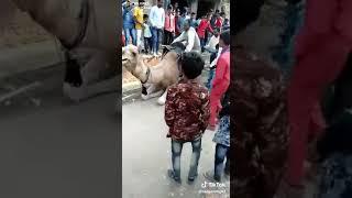 जब चडे सिवराज मामा जी ऊट पर only 15 sec video