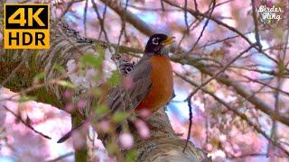 Cat TV Relax Your Cat ️ Beautiful Birds and Cherry Blossoms  Bunnies and Spring Flowers 4K HDR