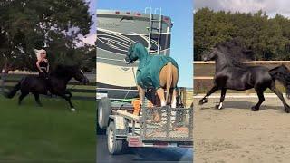 Horse TikToks That Went Viral #24