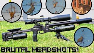 Brutal Headshots  FX Panthera  Review  21gr H&N Barracuda  Airgun Pest Control #viral