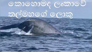 amazing Whales watching in  mirissa  sri lanka