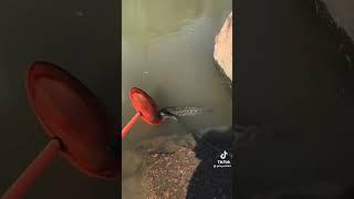 Amazing Net Fishing Video