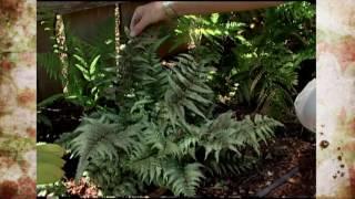 Oklahoma Proven Japanese Painted Fern Perennial