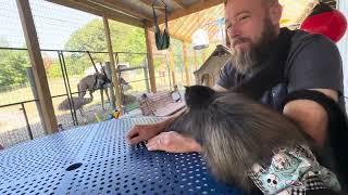 Mornings on the porch with the monkeys and animals…#monkeys #capuchin #funnyanimal #spidermonkey