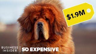 Why Pedigree Dogs Are So Expensive  So Expensive