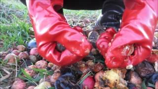 Crushing apples with rubber gloves