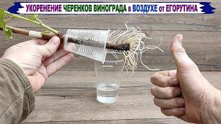  Оригинальное 100% УКОРЕНЕНИЕ ЧЕРЕНКОВ винограда в ВОЗДУХЕ и ВОДЕ. Умный укоренитель Егорутина.