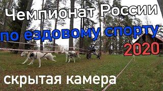 Чемпионат России по ездовому спорту 2020 скрытая камера. 1 и 2 день.