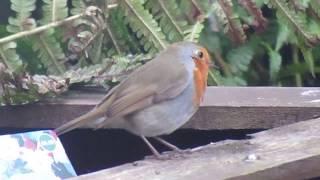 Robin doing Bird things