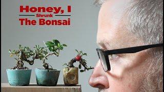 Bonsaify  Two Key Steps to Shrinking Your Mini Bonsai