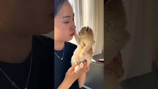 Trying to awaken maternal love cute pet plan daily cat care record cat daily life