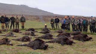 Wild boar hunting Romania - Best shots compilation Schwarzwild Treibjagd - Beste Momente Rumänien