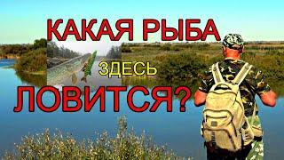 КАКАЯ РЫБА ЛОВИТСЯ НА РЕКЕ ИШИМ? СЕЛО РАЗДОЛЬНОЕ АВГУСТ 2022