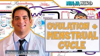 Female Reproductive Cycle  Ovulation & Menstrual Cycle Overview