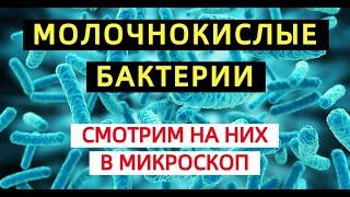 Молочнокислые бактерии в увеличении 1600 крат