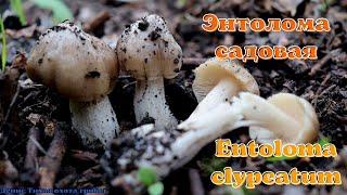 Весенний гриб - ЭНТОЛОМА САДОВАЯ  Entoloma clypeatum