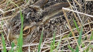 Little hare hides in grass  Маленький зайчонок затаился в траве