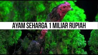 SUPER COCK Ayam Petarung Seharga 1 MILIAR Rupiah   HITAM PUTIH 080219 Part 1