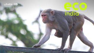 Eco India What lies at the heart of Delhis growing monkey menace?