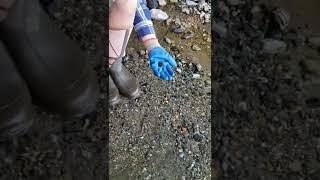 Massive Treasure Spill FOUND #shorts #shortvideo #shortsvideo #viral