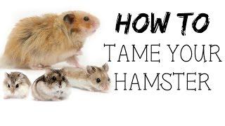 How to TAME your hamster