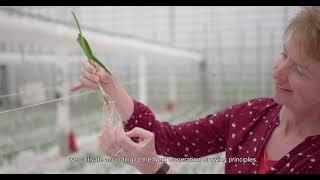 Greenhouse2030 explained in 7 steps Freesia