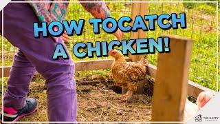 Catch Your Chicken Like a Pro Top Techniques Revealed