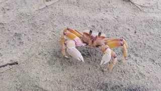 Crabs running for cover