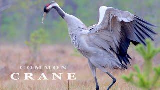 Common CRANE bird dance and sounds