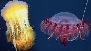 Deep Ocean 10 Hours of Relaxing Oceanscapes  BBC Earth