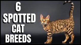 6 Spotted Cat Breeds