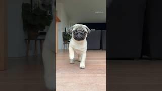 The scariest PUPPY SNEAK ATTACK  #pug #dog #puppy #cute