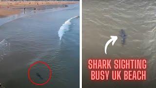 SHARK FILMED Close to Packed BRITISH BEACH - Atleast 11FT long 