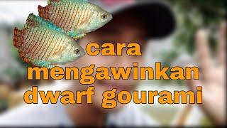 cara mengawinkan ikan sepat hias  Ikan gurame mini gurami kerdil Dwarf Gourami  Colisa lalia.