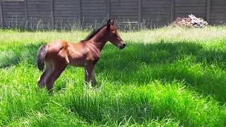 Liandros Running Around