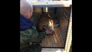 Amur tigress Kazachka was sent to a Siberian zoo