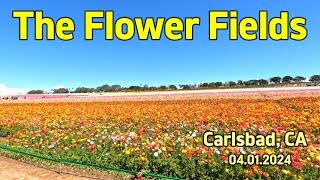 미국브이로그The Flower fields샌디에고 칼스베드봄은 꽃이지가족들 긴장해라슈퍼블름이 오고있다