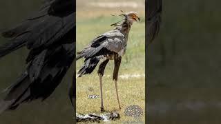 The Secretary Bird  A Serpent Slayer #shorts