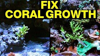 Top 10 Reasons Your Corals Are Not Growing and How to Fix Them