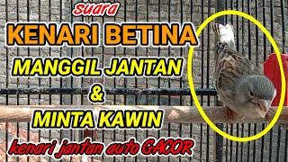 SUARA KENARI BETINA MEMANGGIL JANTAN - pancingan ampuh 100% agar kenari jantan gacor