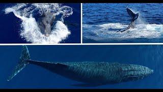 Humpback Whale Puts on a Wild Show  Ultimate Whales Expedition Ep 2