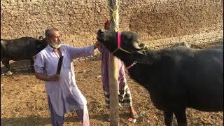 How to give desi medicines to buffaloesBuffalo farming in Pakistan