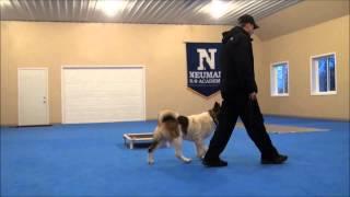 Jacky Akita Dog Training Boot Camp Video