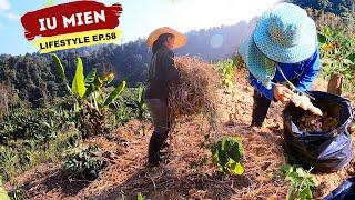 Iu Mien Lifestyle EP.58  Iu Mien one day at the farm