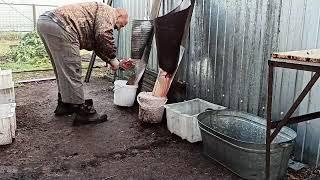 Бройлеры. Самый простой способ забоя.