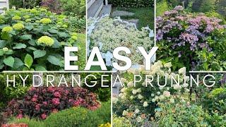 Stress-free hydrangea pruning