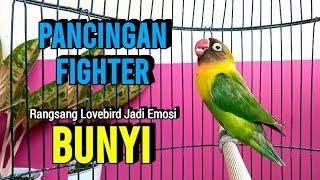 Lovebird Ngekek Panjang Jago Bikin Emosi SEKALI PANCING Labet langsung Panas Bunyi Berkali-kali