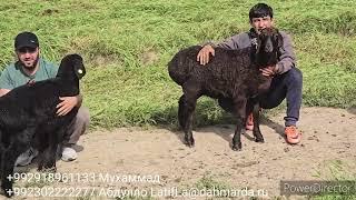 Овцематки и ягнята гиссарской породы фх Дарьё- Нижний Пяндж