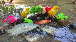 Seru Menangkap Ikan Nila Besar Ikan Hias Anak Ayam Lucu Ikan Gurame Ikan Koi Ikan Hias Nemo